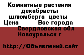 Комнатные растения, декабристы (шлюмберга) цветы › Цена ­ 300 - Все города  »    . Свердловская обл.,Новоуральск г.